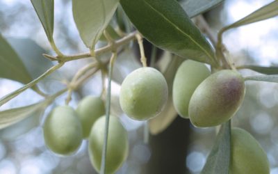 Le principali cultivar calabresi