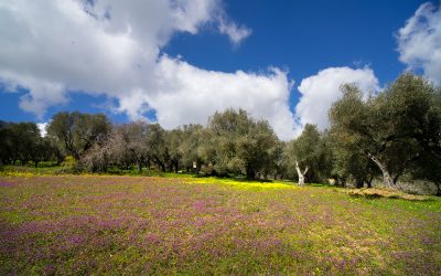IL FUTURO DELL’OLIO DI CALABRIA IGP PROTAGONISTA A SOL&AGRIFOOD TRA TUTELA E VALORIZZAZIONE