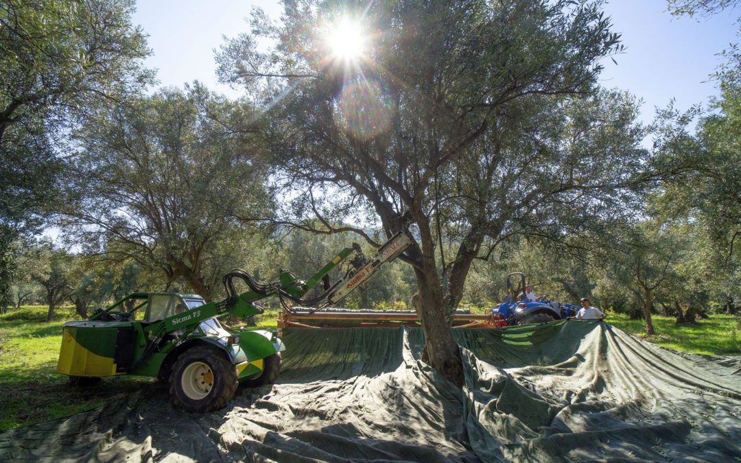 Consorzio di tutela  e valorizzazione Olio di Calabria IGP: avviato il periodo della raccolta e della molitura delle olive