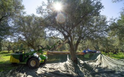 Consorzio di tutela  e valorizzazione Olio di Calabria IGP: avviato il periodo della raccolta e della molitura delle olive