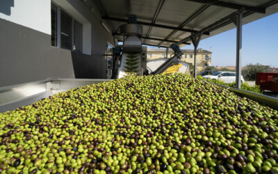 Olio extravergine d’oliva: quanto lo conosci veramente?/2