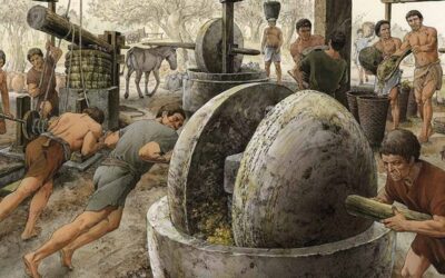 L’olio d’oliva nella storia: come il Consorzio Calabria IGP ha appreso gli antichi riti