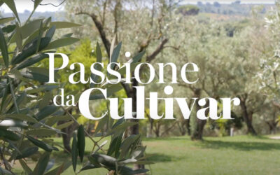 “Passione da Cultivar”, ecco il docuspot ideato e realizzato dal Consorzio Olio di Calabria Igp